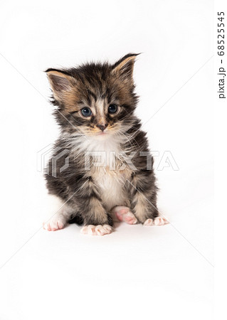メインクーンの子猫の写真素材