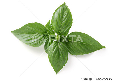 バジル 葉 バジル 葉 68525935