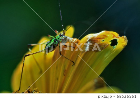 アシグロツユムシの幼虫とヘリオプシス（キクイモモドキ） 68526561