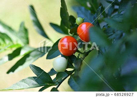 タマサンゴの果実 68526927