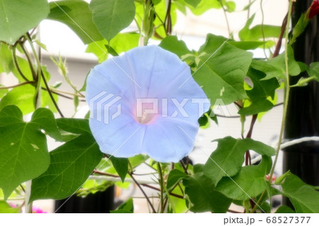 夏の花 あさがお 庭の花壇の写真素材