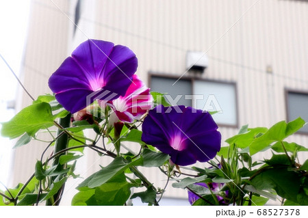 夏の花 あさがお 庭の花壇の写真素材