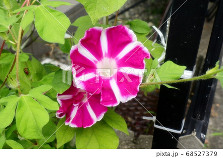 夏の花:あさがお:庭の花壇 夏の花:あさがお:庭の花壇 68527379