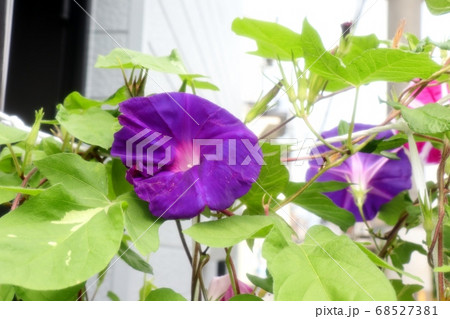 夏の花 あさがお 庭の花壇の写真素材