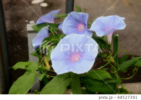 夏の花 あさがお 庭の花壇の写真素材