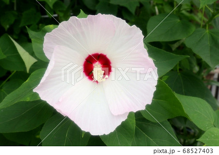 初夏の壇の花:酔芙蓉:すいふよう 初夏の壇の花:酔芙蓉:すいふよう 68527403