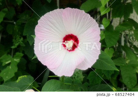 初夏の壇の花:酔芙蓉:すいふよう 初夏の壇の花:酔芙蓉:すいふよう 68527404