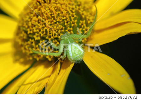 アシナガカニグモとヘリオプシス（キクイモモドキ） 68527672