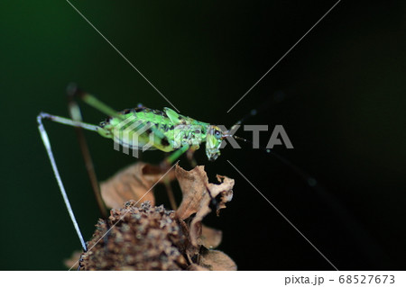 アシグロツユムシの幼虫 アシグロツユムシの幼虫 68527673