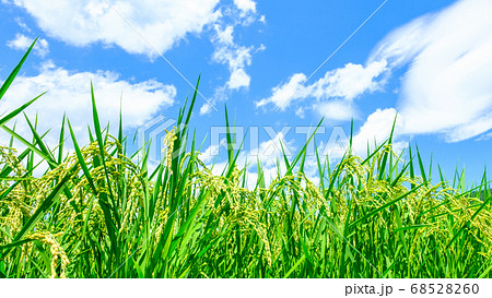 夏の稲(8月) 夏の稲(8月) 68528260