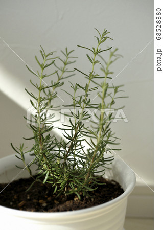 自然光が入る部屋の片隅でローズマリーを育てる 68528380