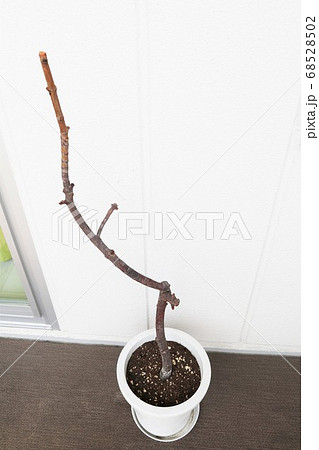 ベランダにある枯れた観葉植物 68528502