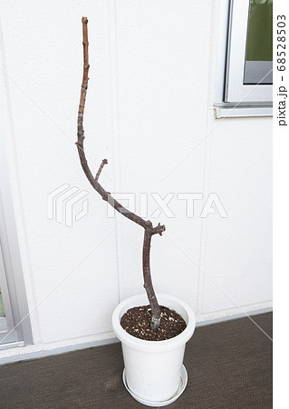 ベランダにある枯れた観葉植物 68528503