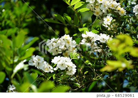 茨城県鹿嶋市の林道添えに咲く野ばらの白い花 茨城県鹿嶋市の林道添えに咲く野ばらの白い花 68529061