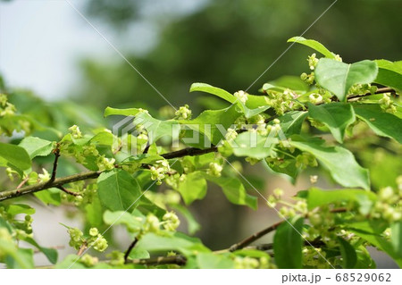 茨城県鹿嶋市の林道添えに咲く小さな花 茨城県鹿嶋市の林道添えに咲く小さな花 68529062