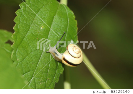 ハコネマイマイ 68529140