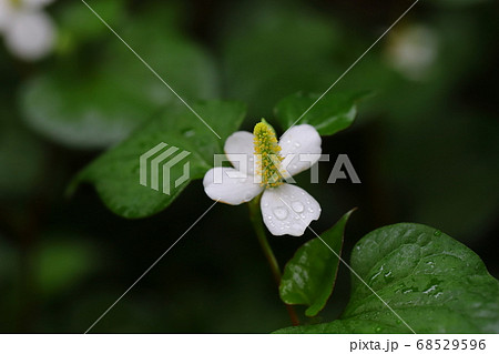 雨に濡れるドクダミの白い花 雨に濡れるドクダミの白い花 68529596