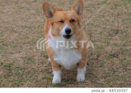 コーギー 68530397