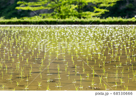 新潟県長岡市山古志　棚田の早苗 68530666