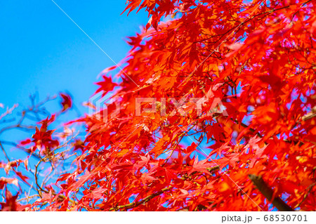 香嵐渓の紅葉と青空 【愛知県】 香嵐渓の紅葉と青空 【愛知県】 68530701