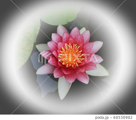 蓮の花 68530982