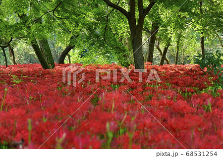 巾着田曼珠沙華公園に咲く曼珠沙華の花に楓の木 68531254