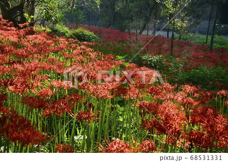 巾着田曼珠沙華公園に咲く曼珠沙華の花 巾着田曼珠沙華公園に咲く曼珠沙華の花 68531331