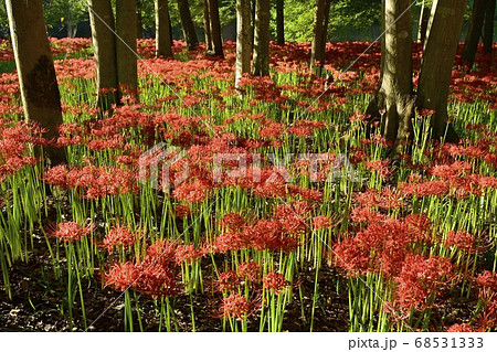巾着田曼珠沙華公園に咲く曼珠沙華の花 68531333