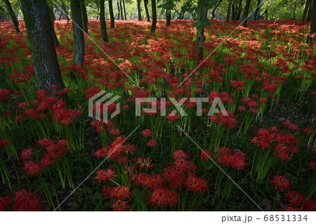 巾着田曼珠沙華公園に咲く曼珠沙華の花 巾着田曼珠沙華公園に咲く曼珠沙華の花 68531334