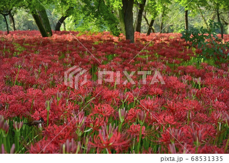 巾着田曼珠沙華公園に咲く曼珠沙華の花 68531335