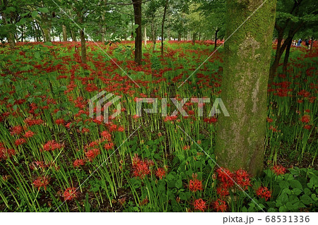 巾着田曼珠沙華公園に咲く曼珠沙華の花 巾着田曼珠沙華公園に咲く曼珠沙華の花 68531336
