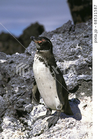 ガラパゴスペンギン 68531587
