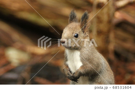 エゾリス北海道の野性動物 68531604