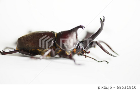 ノコギリクワガタ　ホワイトバック　昆虫　虫　生物　夏休み 68531910