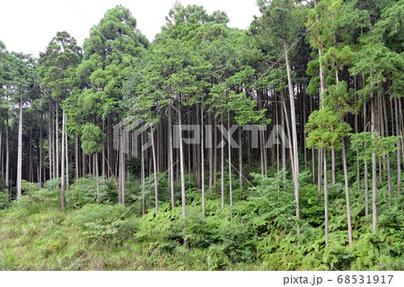 スギやヒノキの針葉樹 68531917