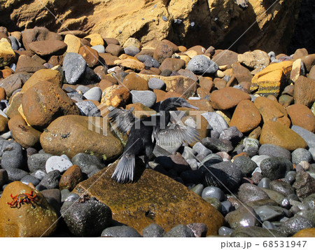 ガラパゴスコバネウ 68531947