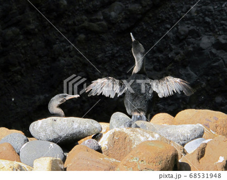 ガラパゴスコバネウ ガラパゴスコバネウ 68531948