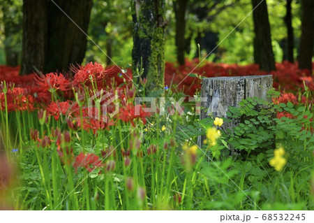 巾着田曼珠沙華公園に咲く曼珠沙華の花と切り株 68532245