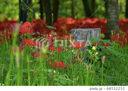 巾着田曼珠沙華公園に咲く曼珠沙華の花と切り株 68532252