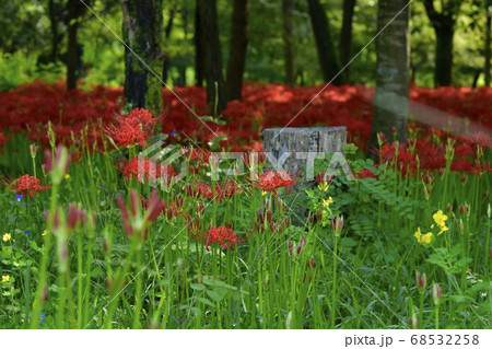 巾着田曼珠沙華公園に咲く曼珠沙華の花と切り株 68532258