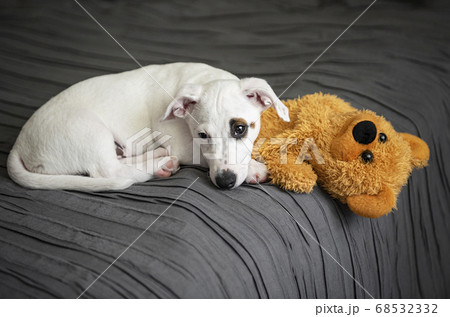 White Jack Russel terrier dog 68532332