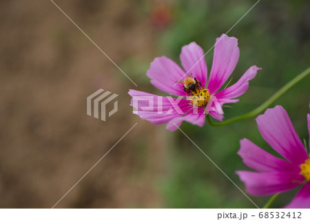 蜂と秋桜 蜂と秋桜 68532412