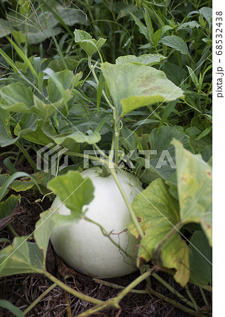 かんぴょう農家　かんぴょう剥き　干瓢　野菜　農業　栽培　栃木　 68532438