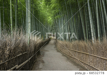 嵐山の竹林 嵐山の竹林 68532778