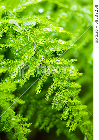 アスパラガスの葉と雨粒の写真素材