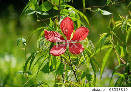 8月 栃木93モミジアオイ アオイ科 花之江の郷の写真素材