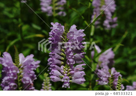 8月 栃木87ハナトラノオ シソ科 花之江の郷の写真素材 8月 栃木87ハナトラノオ シソ科 花之江の郷の写真素材