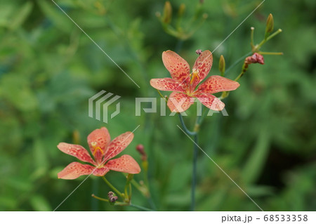 8月 栃木74ヒオウギ・アヤメ科・花之江の郷 8月 栃木74ヒオウギ・アヤメ科・花之江の郷 68533358