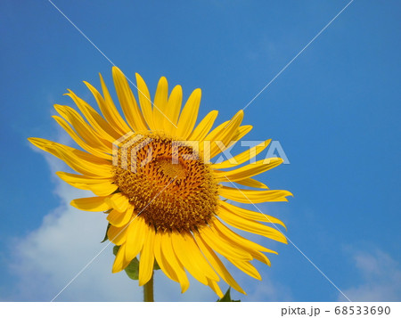 ヒマワリの花 一輪 ヒマワリの花 一輪 68533690