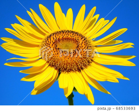 ヒマワリの花 一輪 ヒマワリの花 一輪 68533693